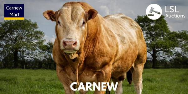 Special Entry at Cahir Mart on Wednesday,24th May: Clearance Sale of  Suckler Cows and Calves - LSL Auctions News